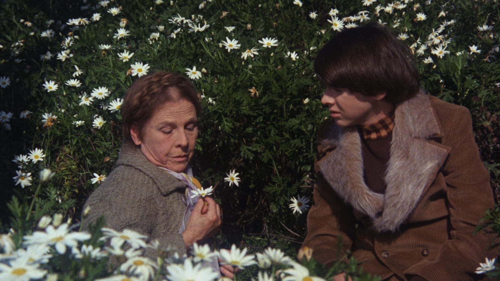 Harold And Maude 1971 The Criterion Collection 