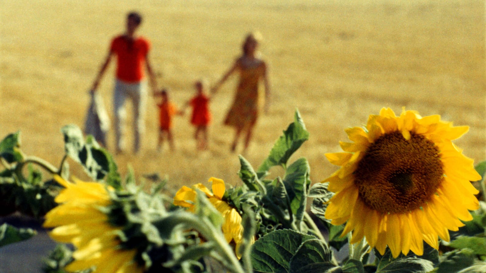 The family, a man, two small children, and a woman dressed in shades of red and orange, are blurred out in the background, standing in a field. In the foreground the focus is on vibrant yellow sunflowers.